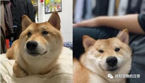 装睡的柴犬是叫不醒的,主人:不要演啦,你心机很重!-微信头条网 装睡的柴犬是叫不醒的,主人:不要演啦,你心机很重!