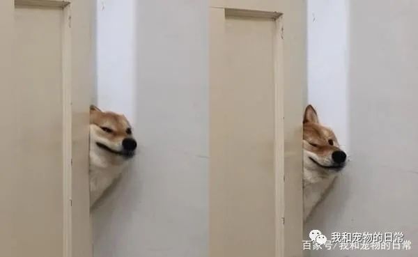 装睡的柴犬是叫不醒的,主人:不要演啦,你心机很重!-微信头条网 装睡的柴犬是叫不醒的,主人:不要演啦,你心机很重!