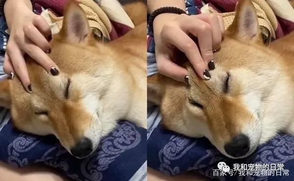 装睡的柴犬是叫不醒的,主人:不要演啦,你心机很重!-微信头条网 装睡的柴犬是叫不醒的,主人:不要演啦,你心机很重!