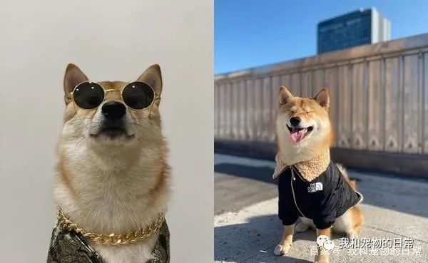 装睡的柴犬是叫不醒的,主人:不要演啦,你心机很重!-微信头条网 装睡的柴犬是叫不醒的,主人:不要演啦,你心机很重!