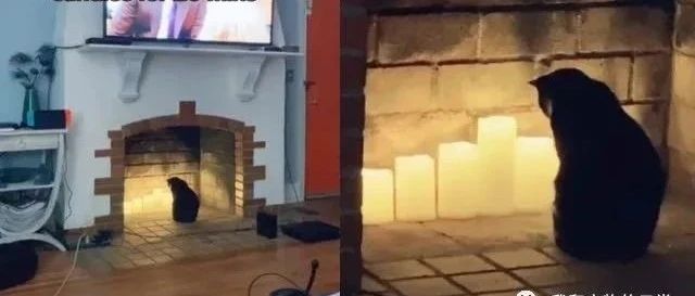 猫咪站在烛灯前狂盯20分钟，妈惊：我该注意什么?