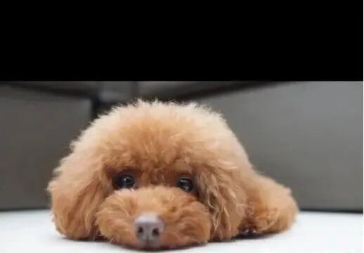 出外靠朋友 在家靠演技 网友 贵宾犬是狗界内心戏精第一名 我和宠物的日常 微信公众号文章阅读 Wemp