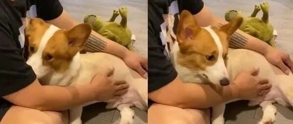 爸妈回婆家2天，结果柯基却以为自己被弃养.......