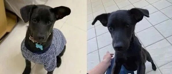 路边发现一只小黑狗收编回家，几个月后长相发生很大的变化！