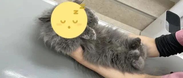 猫咪到医院做检查时，竟然在看诊台上做出这举动......