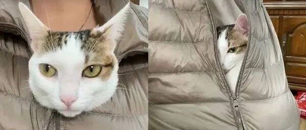 每年只有寒流来才有养猫的感觉，主子的宠幸是很难得的！