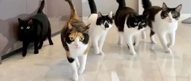 萌猫对空气撒娇诱人疼，奴才怎么忍得住！