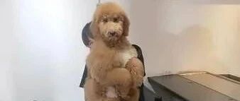 路人质疑巨型贵宾比想象中小，饲主一句话让对方尴尬……