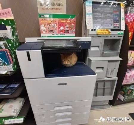 影印机台面上长出一只彩色橘猫,宛如3D列印般超级逼真!-微信头条网 影印机台面上长出一只彩色橘猫,宛如3D列印般超级逼真!