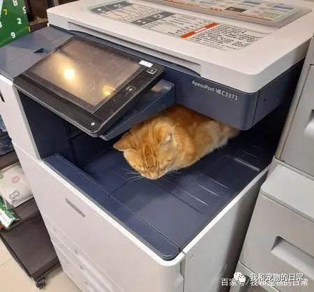影印机台面上长出一只彩色橘猫,宛如3D列印般超级逼真!-微信头条网 影印机台面上长出一只彩色橘猫,宛如3D列印般超级逼真!