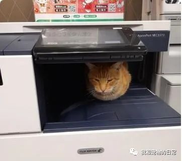 影印机台面上长出一只彩色橘猫,宛如3D列印般超级逼真!-微信头条网 影印机台面上长出一只彩色橘猫,宛如3D列印般超级逼真!