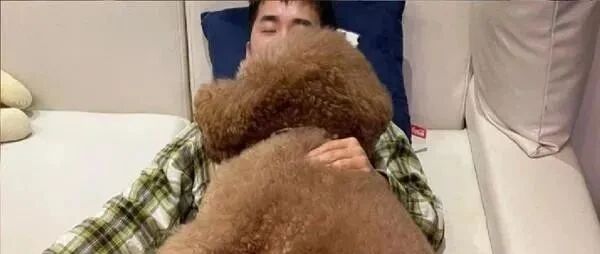 奴才抱巨狗抱枕睡觉，此照一出吸引许多网友暴动！