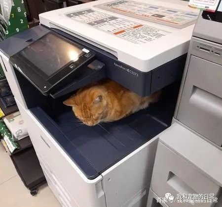 影印机台面上长出一只彩色橘猫,宛如3D列印般超级逼真!-微信头条网 影印机台面上长出一只彩色橘猫,宛如3D列印般超级逼真!