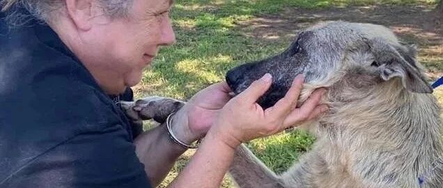 德牧犬吃饱仍咬着狗碗不放，义工以为是贪吃……知道真相全都哭了