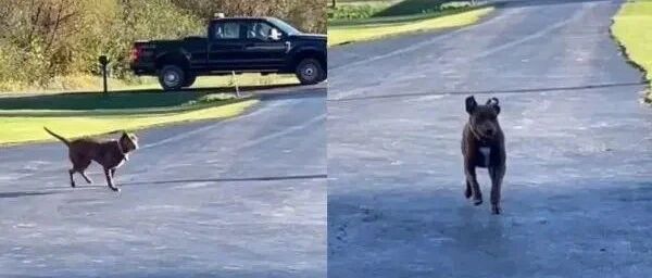 狗狗整天守门等救命恩人回家，见熟悉车辆经过兴奋不已！