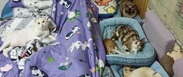 6主子睡觉随地位自动分配寝宫，看到猫奴的位置亮了！