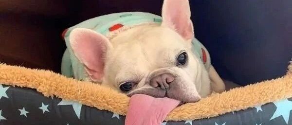 法斗睡觉掉出大片粉红舌头，饲主揭背后原因戳中泪点！