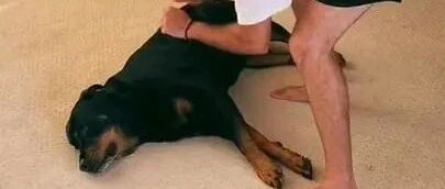 狗影帝入戏太深倒地不起，竟逼的主人这样做......