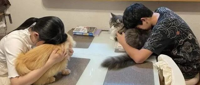 有什么是一只猫解决不了的呢？如果有，那就两只！