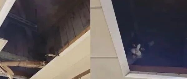 回家找不到猫，猫叫声从厕所传出，抬头发现天花板竟......