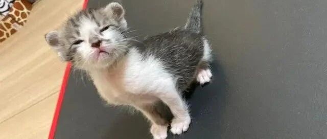 小萌猫出生2日就被收养，玩累后立刻表现自己超爱奴才！