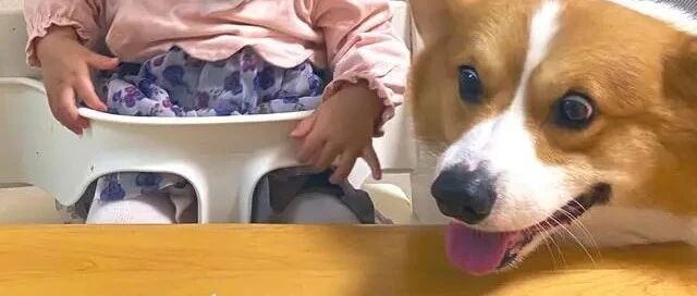 柯基犬陪小主人庆生，蛋糕一出场，狗狗的表情亮了！