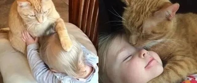 这是多么温柔的一只猫呢？真是个称职的猫保姆！
