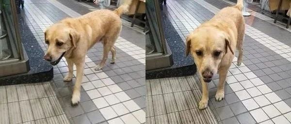 拉布拉多犬在医院门口逗留，背影让人超揪心，得知真相令人感到!