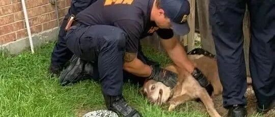 胖狗想挖洞逃跑，下秒却悲剧了......计划宣告失败！