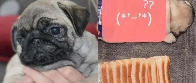 巴哥犬的肥肉好壮观，结果意外跟买回来的吐司撞脸！