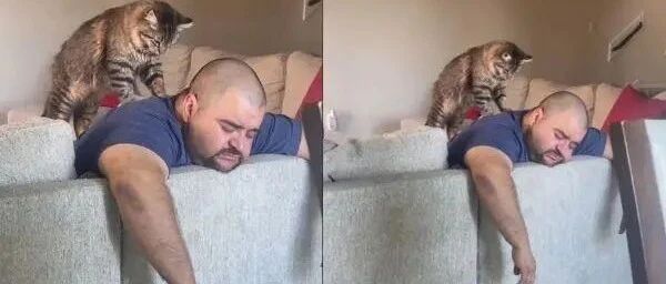 猫咪化身成按摩师傅，站在主人的背上左压右踩，看起来很专业！