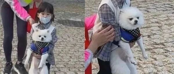 散步遇陌生妹妹半路掳狗，饲主：没看过这么直接的绑架方式！