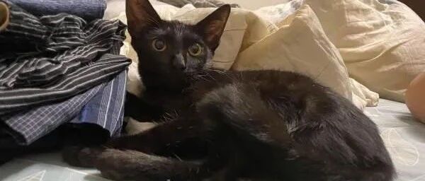 这是养到极品猫啊！洗澡变成泡澡还折手手是怎样？