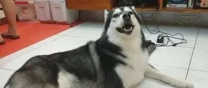 错怪猫咪拆家，饲主目睹二哈猫化上桌捣乱傻眼：原来肇事狗是你！