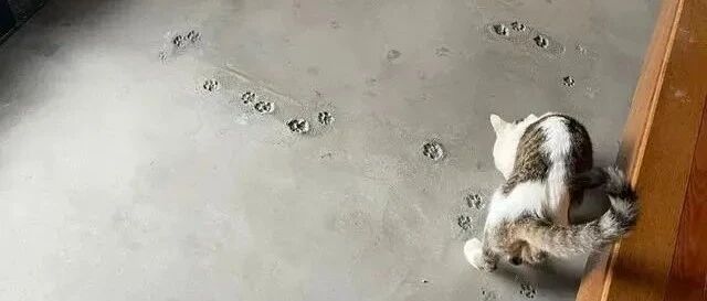 地板铺好水泥后竟出现肉球拓印，网笑：这是工匠的绝妙作品！