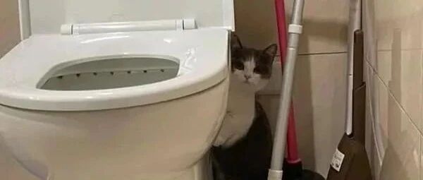突下大雷雨！萌猫吓到魂飞秒抱马桶，网笑：茅厕新功能