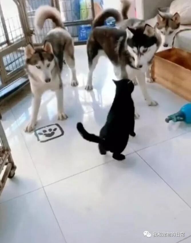 三只慫狗居然打不過一只貓咪，真是沒見過慫成這樣的狗子！ 寵物 第3張
