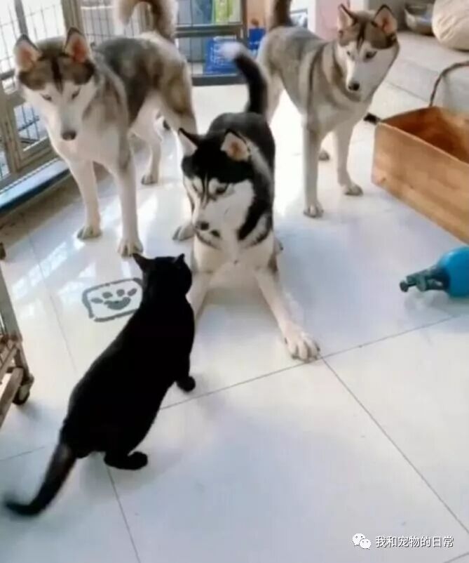 三只慫狗居然打不過一只貓咪，真是沒見過慫成這樣的狗子！ 寵物 第2張