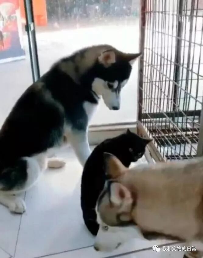 三只慫狗居然打不過一只貓咪，真是沒見過慫成這樣的狗子！ 寵物 第8張