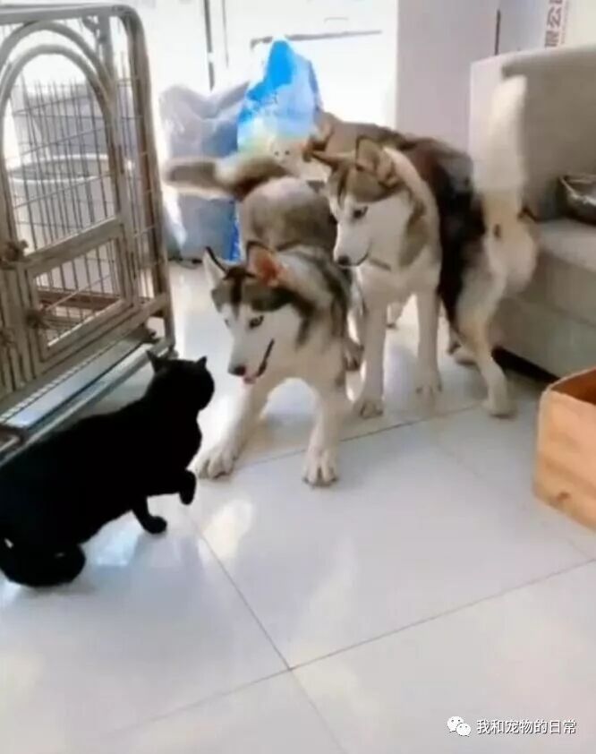 三只慫狗居然打不過一只貓咪，真是沒見過慫成這樣的狗子！ 寵物 第4張