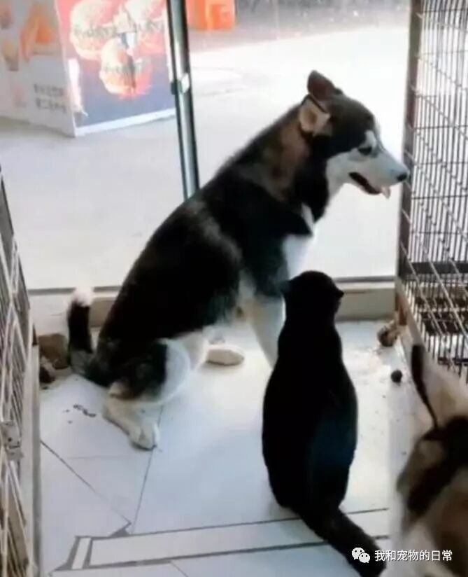 三只慫狗居然打不過一只貓咪，真是沒見過慫成這樣的狗子！ 寵物 第6張