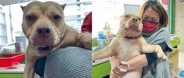 长相看起来凶凶的恶霸犬，但其实是个乖巧大宝宝！