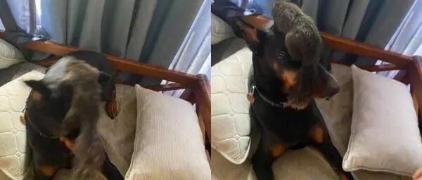 松鼠突然从高处降落，求杜宾犬阴影面积！