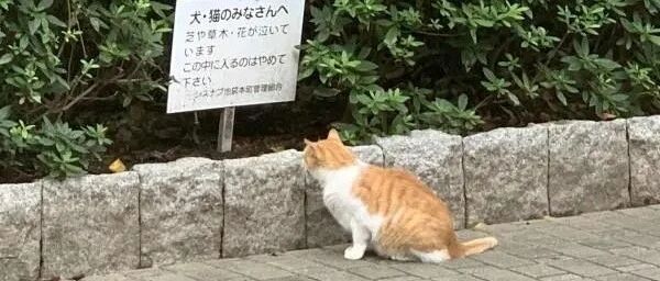 公园里有一只橘白猫盯着告示牌，内容笑了：这对猫来说太难了！