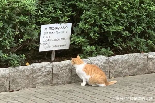 公园里有一只橘白猫盯着告示牌 内容笑了 这对猫来说太难了 柠檬资讯