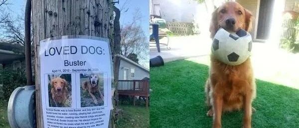 原本以为只是普通的寻狗启事，细看内容让她当场流下眼泪！