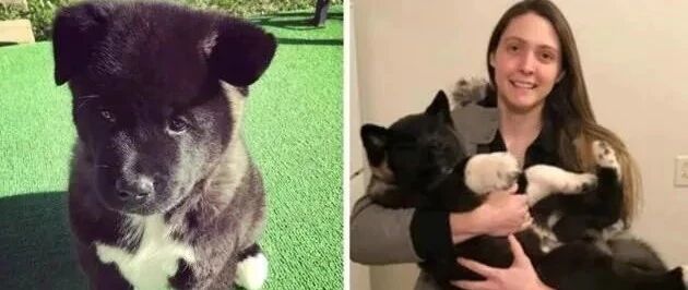 秋田犬暴风式抽高，半年后身形大到宛如一只熊，完全抱不动！