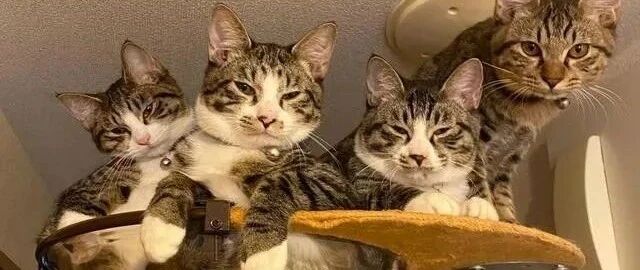 回家抬头一看……发现4只猫咪坐在猫台上死亡凝视，这场面亮了！