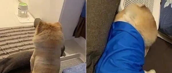 松狮犬不睡觉硬撑到半夜3点多，只为等……