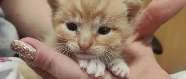 男子在开车前突然听到哭声，下车查看竟找到两只被弃小奶橘！